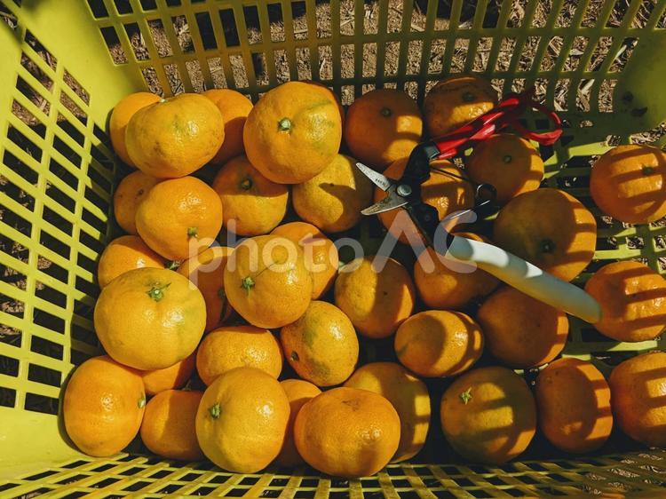 みかん狩りの成果 みかん,みかん狩り,果物の写真素材