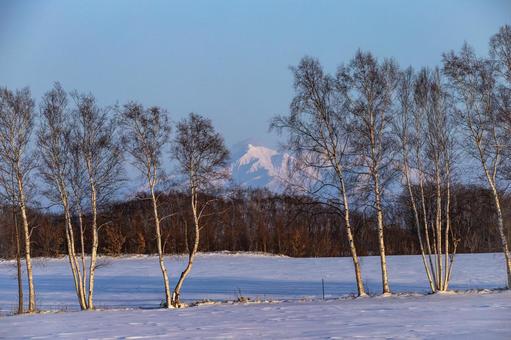 冬の白樺林と斜里岳 冬の白樺林と斜里岳 斜里岳,雪山,雪原の写真素材