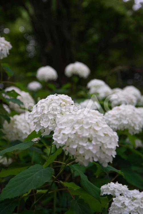 白いアジサイ あじさい,アジサイ,花の写真素材