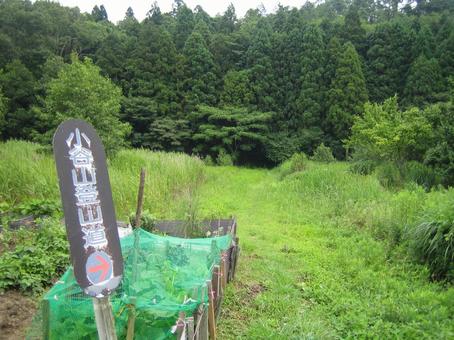 Photo, little valley city, kotaniyama, nagamasa asai, 