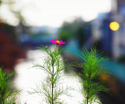 Photo, smos, autumn cherry blossoms, flower language, 