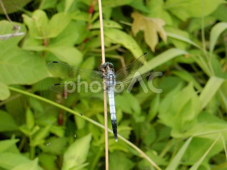 【昆虫写真】シオカラトンボ♂ シオカラトンボ,塩辛蜻蛉,生き物の写真素材