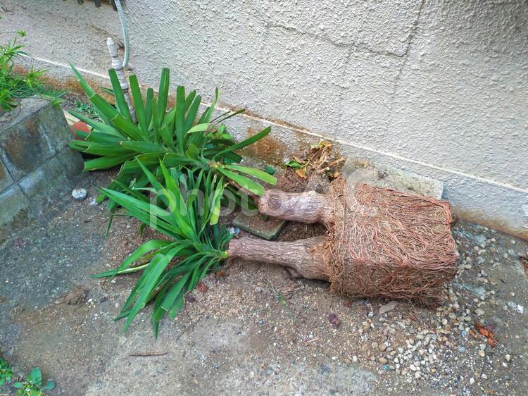 植木鉢の落下による崩壊　鉢植の形をした根 植木鉢,植物,落下の写真素材