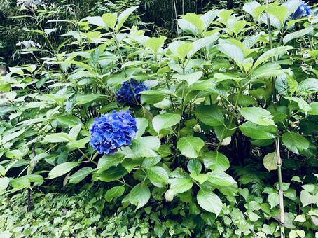 瑞々しい青紫色の紫陽花の花 紫陽花,アジサイ,花の写真素材