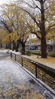 落ち葉の上の雪景色 落ち葉の上の雪景色の写真