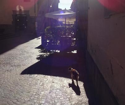 イタリアの町を歩く猫 イタリアの町を歩く猫の写真