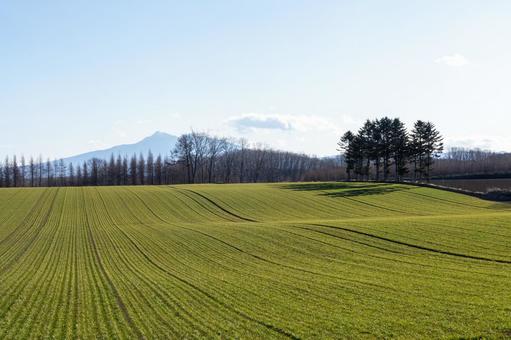 晩秋の畑と斜里岳 晩秋の畑と斜里岳の写真