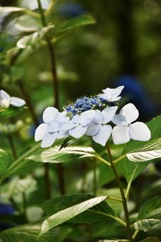 カシワバアジサイ（柏葉紫陽花） カシワバアジサイ,柏葉紫陽花,アジサイ科の写真素材