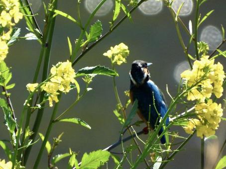 茎につかまるカワセミ 茎につかまるカワセミの写真