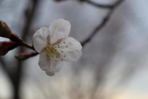 Sakura, JPG