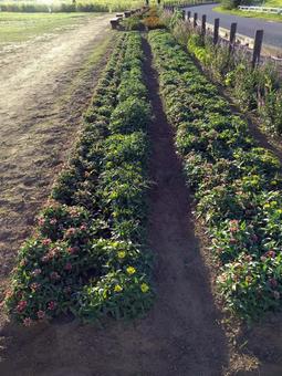 広場の花壇001 広場の花壇001の写真
