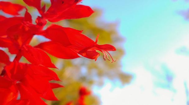 ベコニア｜花と空 花,背景,緑の写真素材
