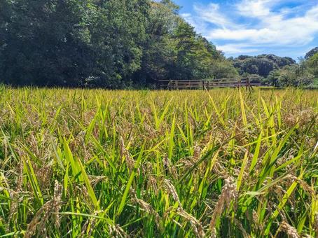 稲穂の実る初秋の稲田 舞岡公園 稲穂の実る初秋の稲田 舞岡公園 稲田,稲穂,米作りの写真素材