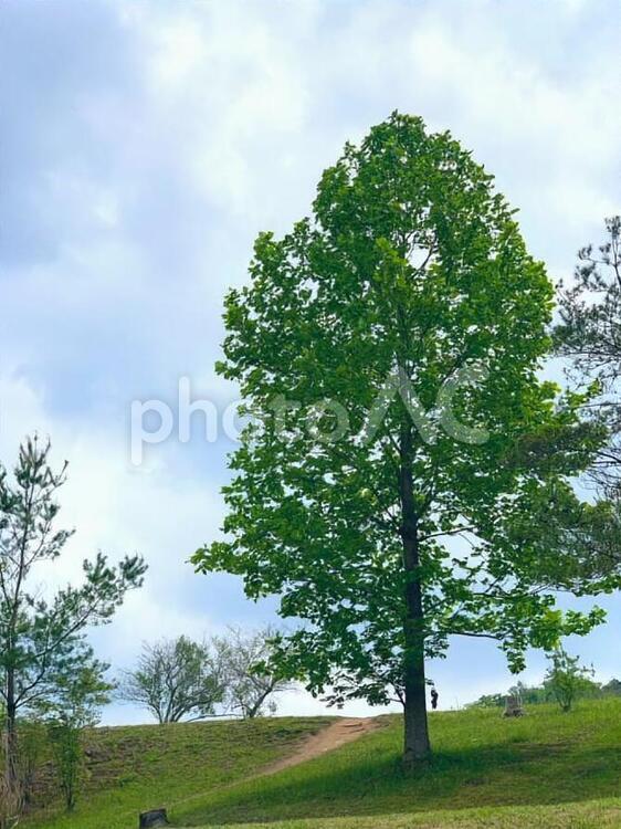 木 - No: 34445246｜写真素材なら「写真AC」無料（フリー）ダウンロードOK
