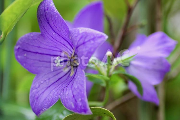紫色の桔梗の花 桔梗,ききょう,キキョウの写真素材