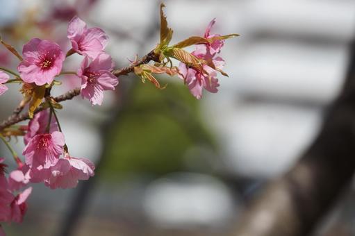 桜の写真