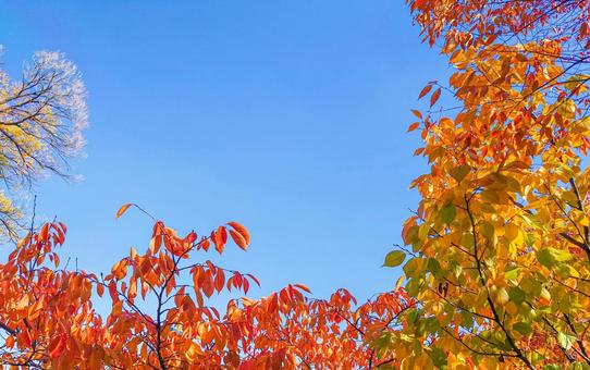 秋色の空 秋色の空 紅葉,黄色,青空の写真素材