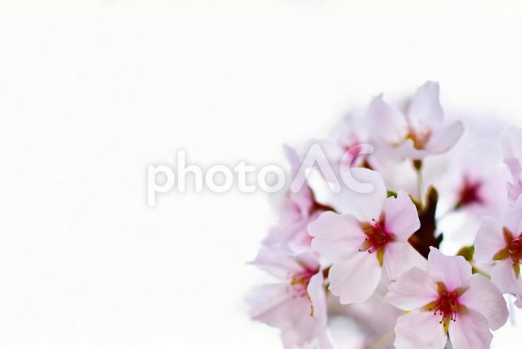 ピンクでかわいい満開の桜　春の背景素材 桜,春,花の写真素材