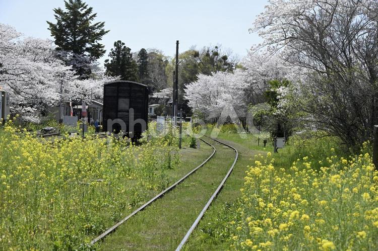 ローカル線.風景.2 春,さくら,菜の花の写真素材