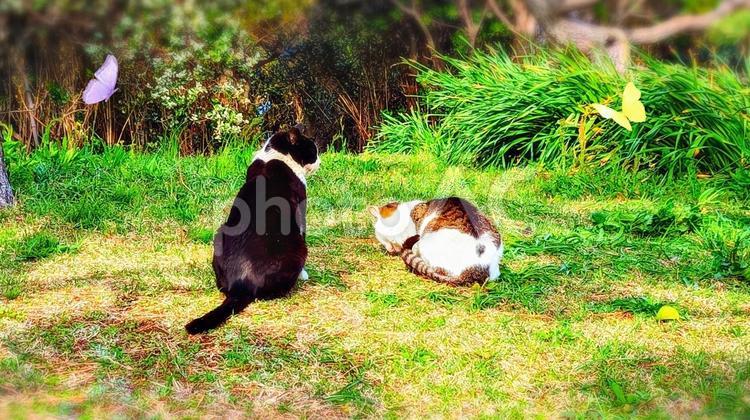 二匹の猫と蝶 猫,ねこ,ネコの写真素材