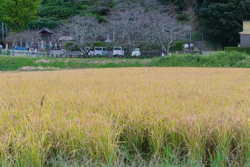 実りの季節を迎えた黄金色の田んぼ 田んぼ,田園,稲穂の写真素材