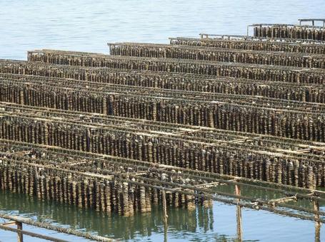 【風景写真】江田島の風景 牡蠣筏,牡蠣棚,江田島の写真素材