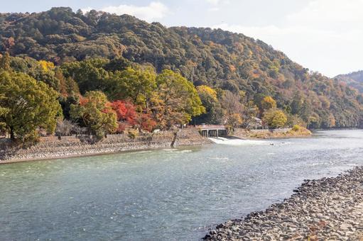 宇治川岸の紅葉 宇治川岸の紅葉 もみじ,真っ赤,宇治川の写真素材