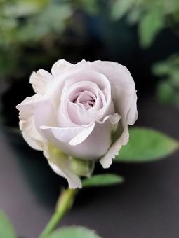 ベランダのバラ・ポルトブルー バラ,薔薇,ポルトブルーの写真素材