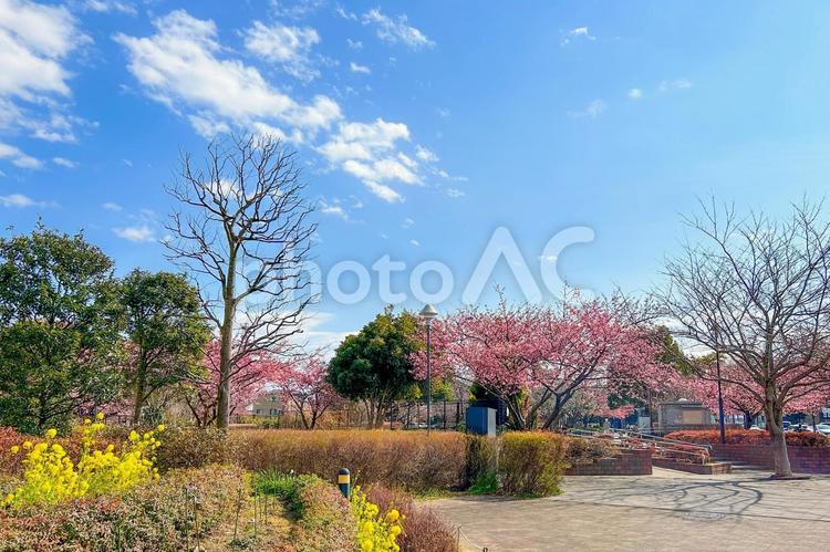 公園の黄色い菜の花とピンクの河津桜と青空 河津桜,桜,満開の写真素材