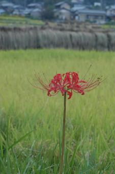 Red Spider Lily, JPG Red Spider Lily, JPG