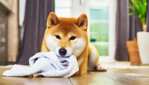 タオルを加える柴犬 タオルを加える柴犬の写真