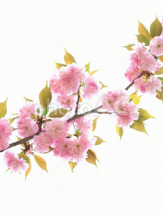 ヤエザクラ　八重桜　サクラ　ピンクの花 サクラ,桜,さくらの写真素材