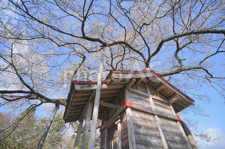 七ツ田の弘法桜 七ツ田の弘法桜,雫石町,桜の写真素材