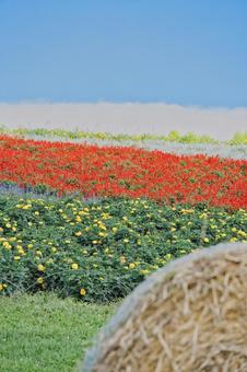 夏の北海道 夏の北海道の写真