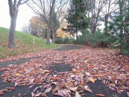 落ち葉の遊歩道 落ち葉,初冬,秋の写真素材