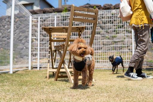 Toy poodle playing in a dog run, toy poodle, toipu, köpek koşusu, JPG