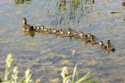 Photo, creatures, animal, birds, 