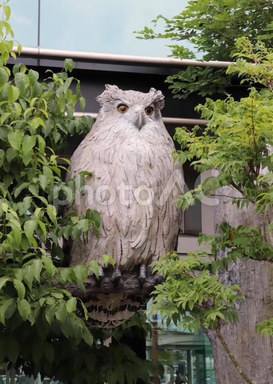 釧路空港　シマフクロウのモニュメント たんちょう釧路空港,シマフクロウ,モニュメントの写真素材