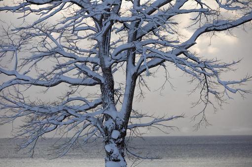 雪を深く被り冬の空に向き合う大樹 冬景色,雪を被った樹,大木の写真素材