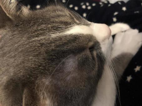 猫 猫の写真