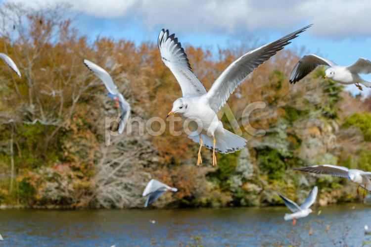 空を舞うユリカモメの群れ ユリカモメ,鳥,飛翔の写真素材