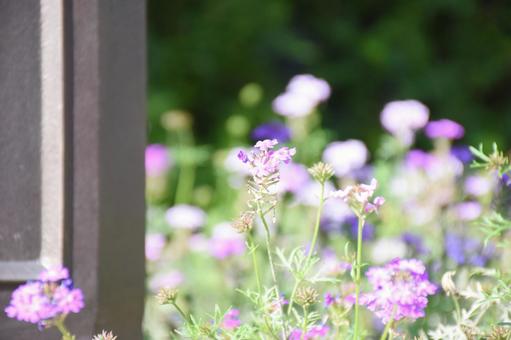 バーベナの写真