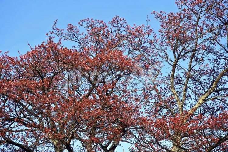 これからの桜　さくらの里 桜,サクラ,春先の写真素材