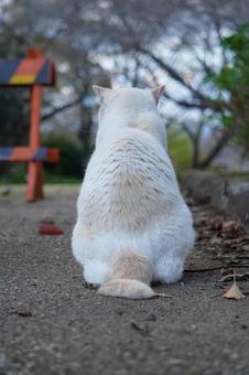 座る猫の後ろ姿の写真