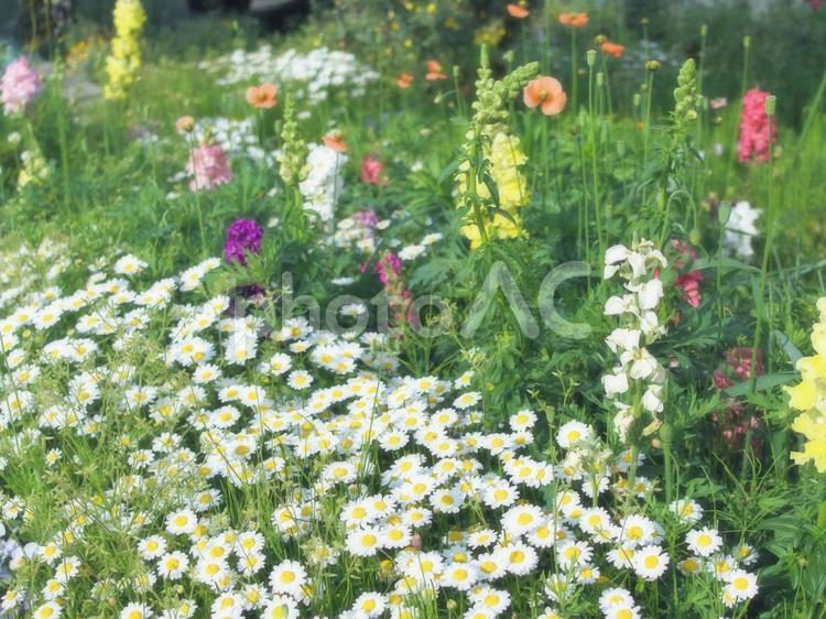 春の道端の色とりどりの花 春の花,デイジー,ケシの花の写真素材