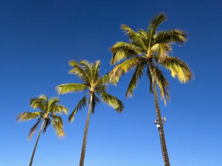 青い空とヤシの木 ハワイ,マウイ島,アメリカの写真素材
