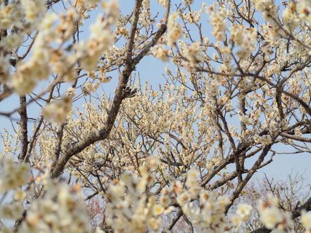Blooming plum blossoms, JPG