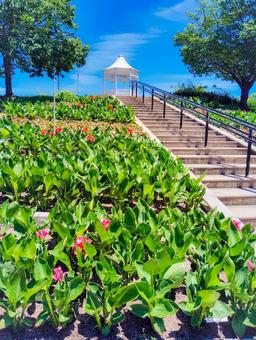 淡路島明石海峡公園 花壇 淡路島明石海峡公園 花壇 淡路島明石海峡公園,花壇,夏の写真素材