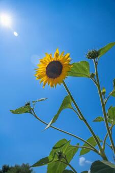 ひまわりと太陽 ひまわり,太陽,日光の写真素材