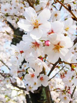 Cherry blossom bud, cherry blossoms, petal, pink, JPG